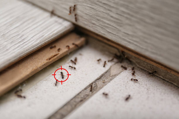 Best Emergency Pest Control  in Menard, TX