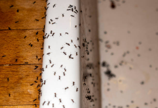 Best Pest Removal Services  in Menard, TX