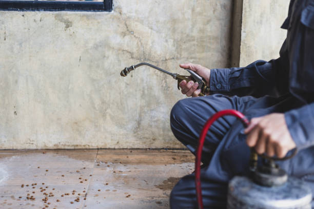 Best Termite Control Services  in Menard, TX